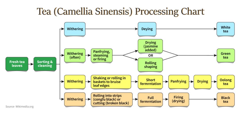 Process of tea manufacturing